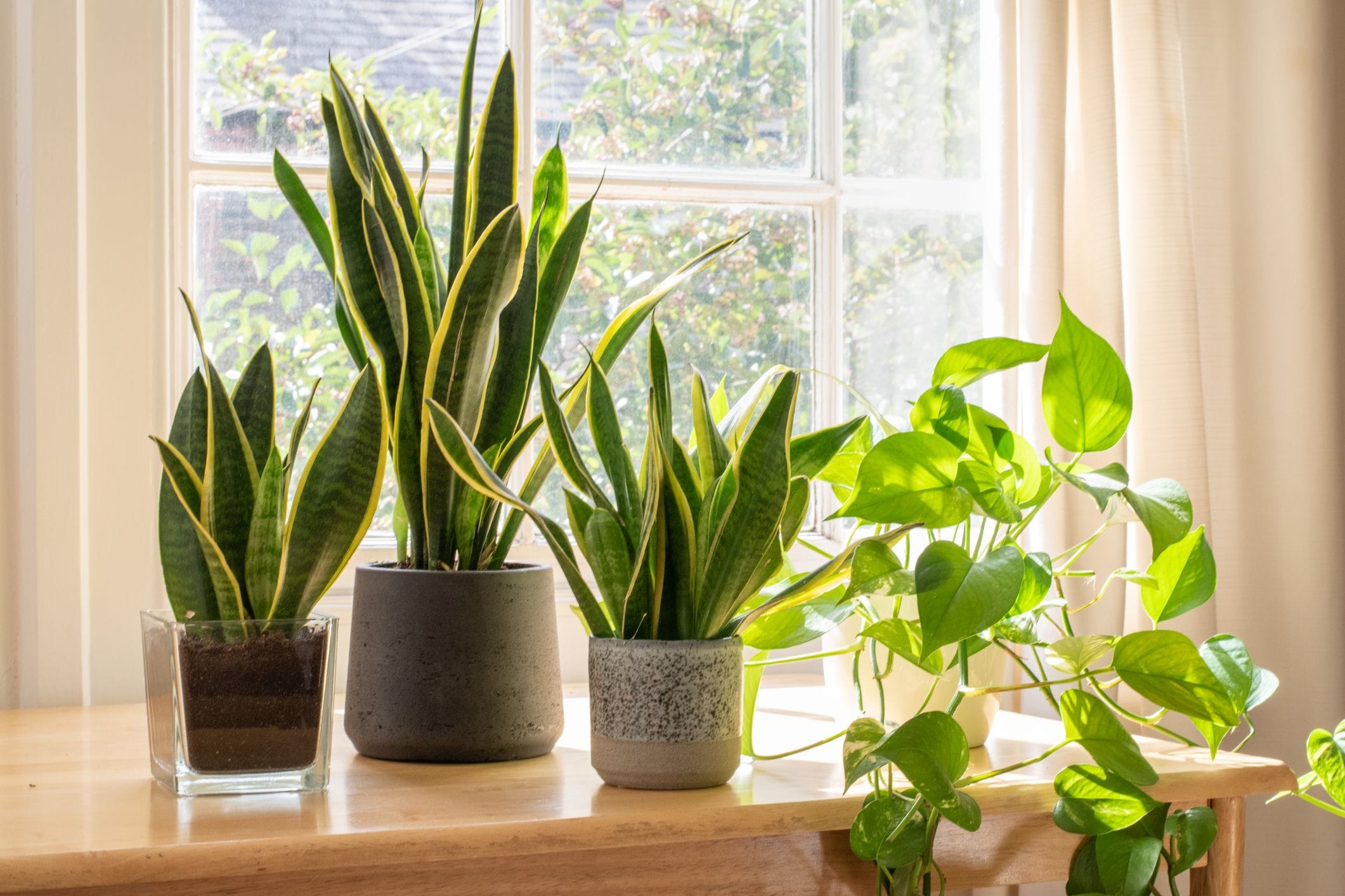 Potted snake plants inside a beautiful modern flat