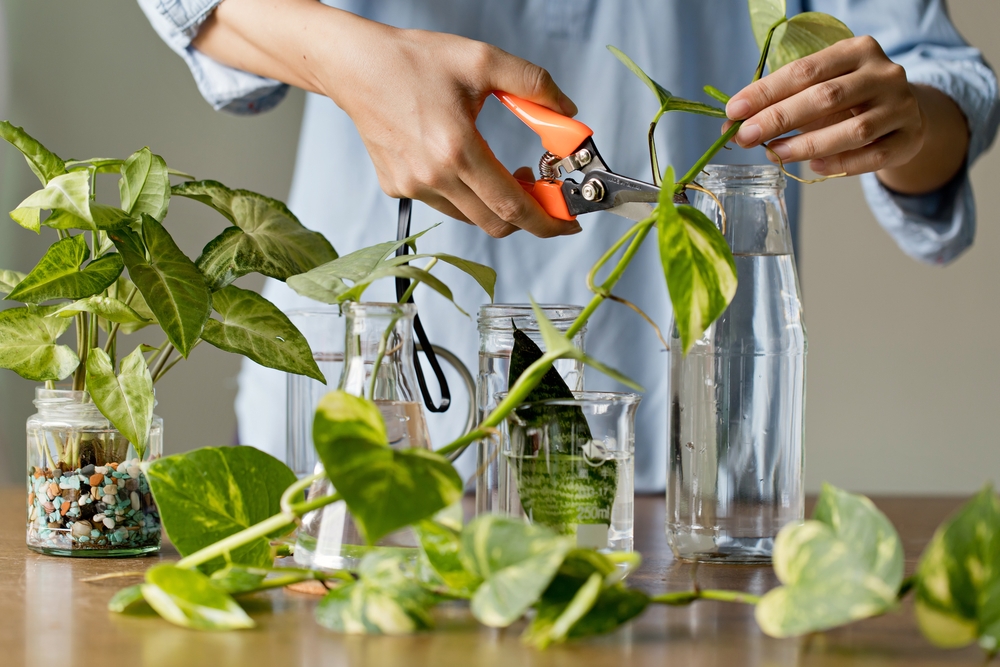 Houseplant propagation