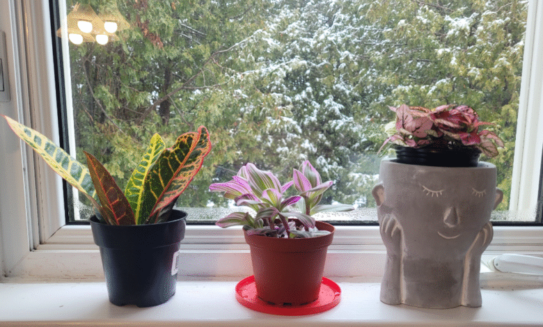 Indoor houseplants on a windowsill with winter light – part of a complete winter plant care guide