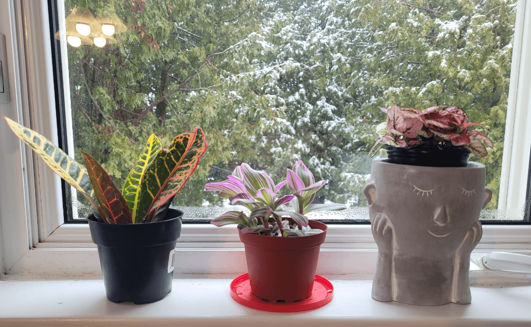 Indoor houseplants on a windowsill with winter light – part of a complete winter plant care guide