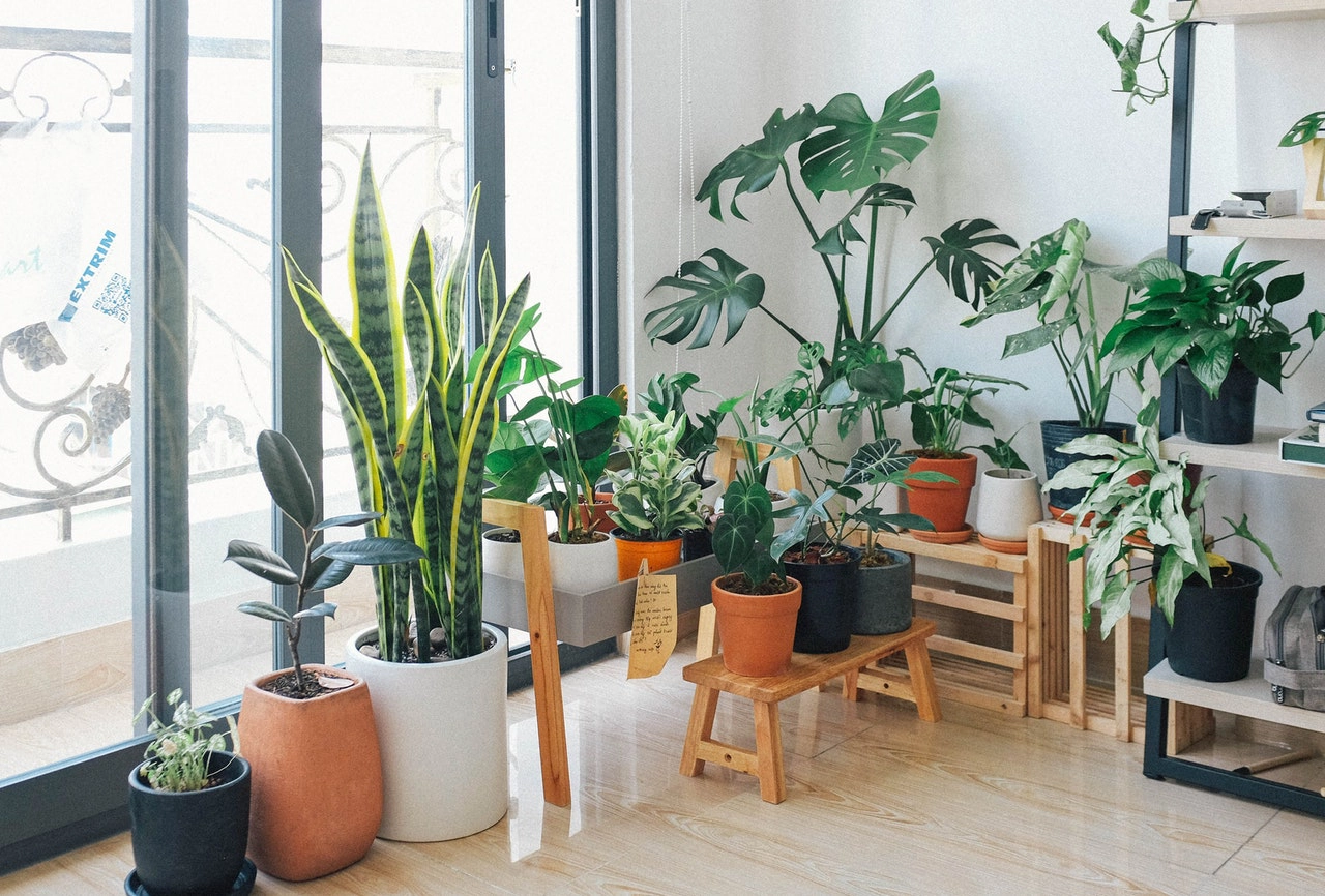 ZuneTalk – Your Indoor Plants Guide for Greener Living