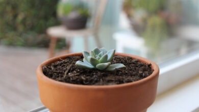 succulent propagation stem cuttings in water vs soil