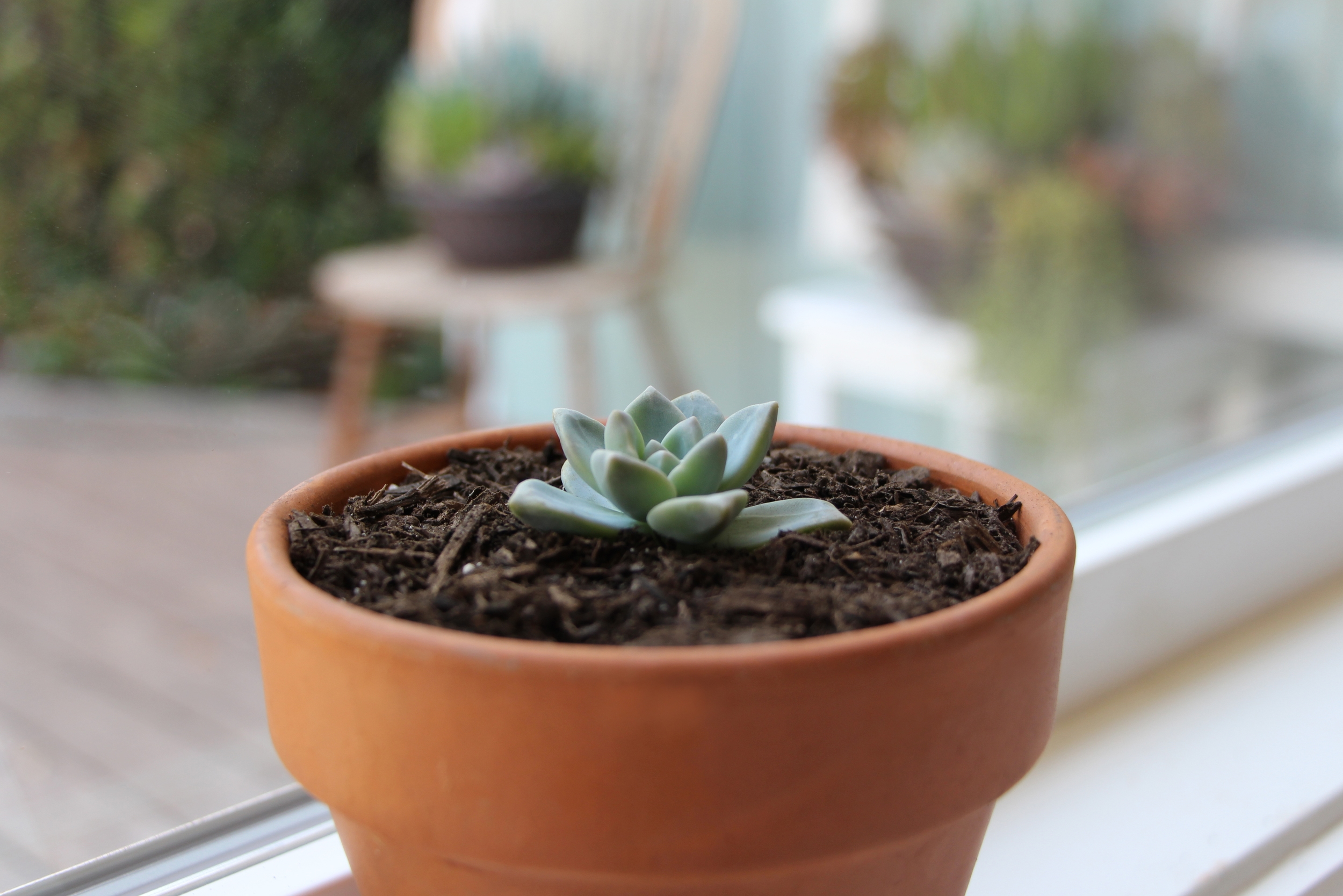 succulent propagation stem cuttings in water vs soil
