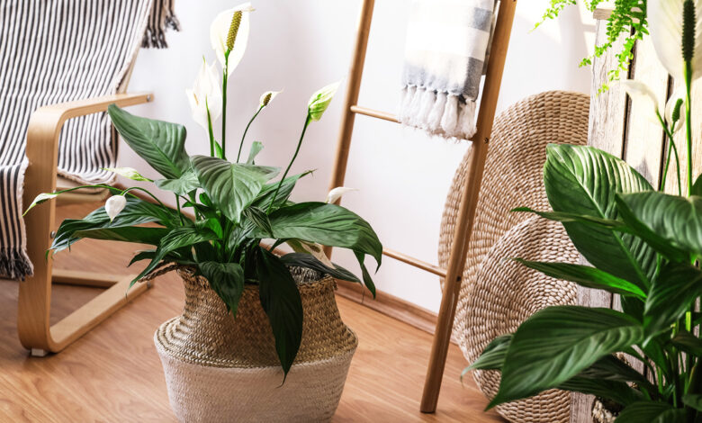 Collection of NASA-proven air purifying plants including snake plant and peace lily in modern living room
