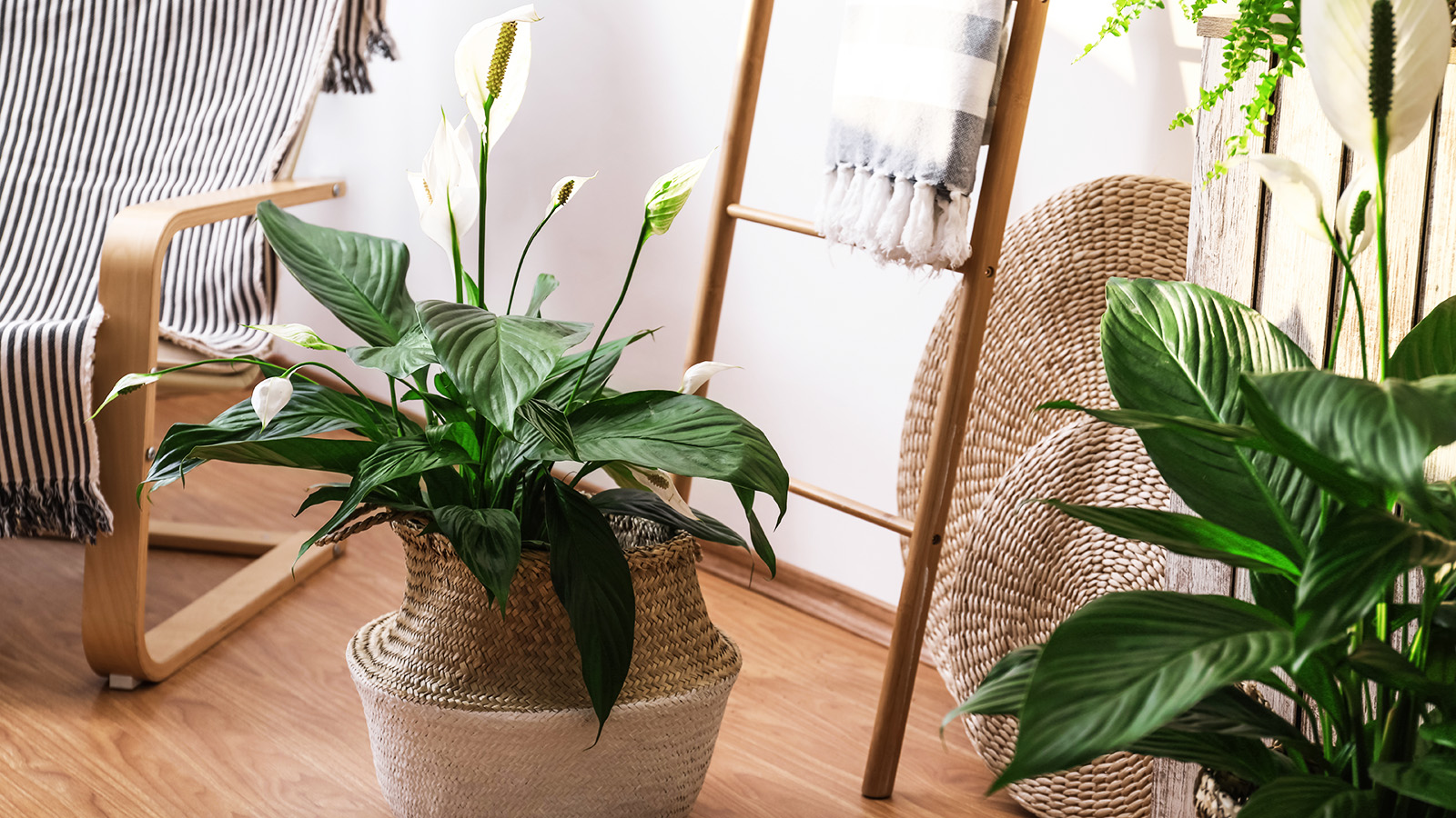 Collection of NASA-proven air purifying plants including snake plant and peace lily in modern living room