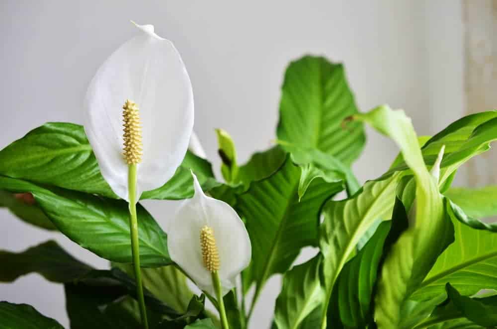 Healthy peace lily plant with glossy green leaves and white blooms in bright indirect light showing proper care and maintenance