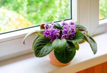 Blooming African violet with vibrant purple flowers and fuzzy green leaves showing healthy Saintpaulia growth with proper indoor care and multiple flower clusters