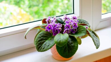 Blooming African violet with vibrant purple flowers and fuzzy green leaves showing healthy Saintpaulia growth with proper indoor care and multiple flower clusters
