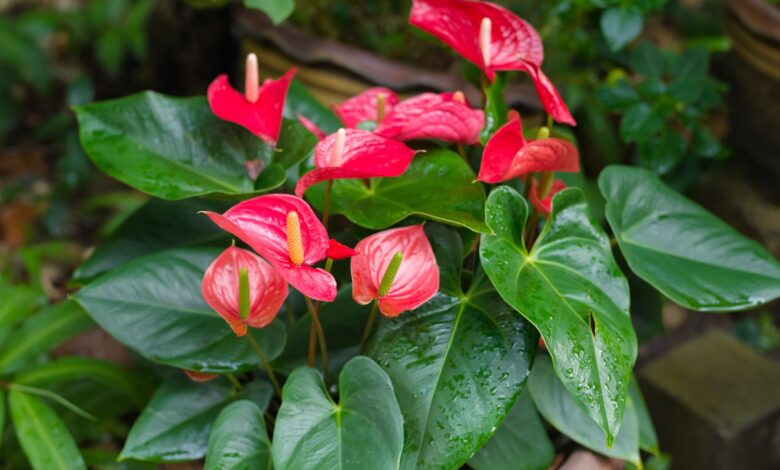 Vibrant red Anthurium flamingo flower with glossy heart-shaped spathe and healthy green leaves showing proper indoor care and blooming