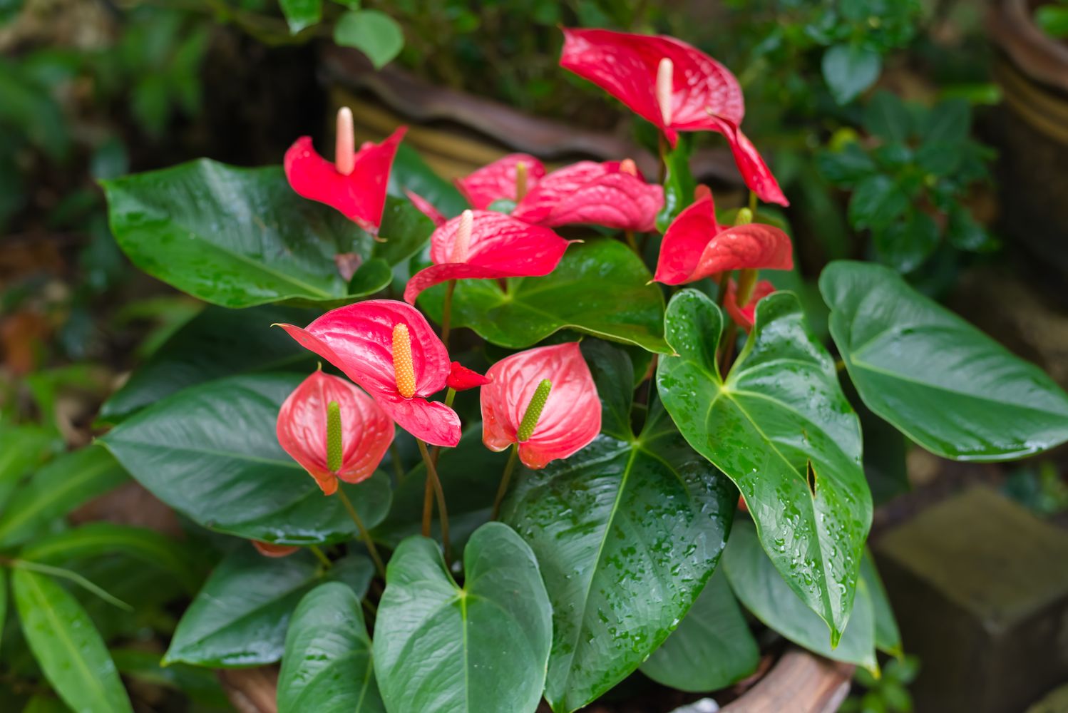 Vibrant red Anthurium flamingo flower with glossy heart-shaped spathe and healthy green leaves showing proper indoor care and blooming