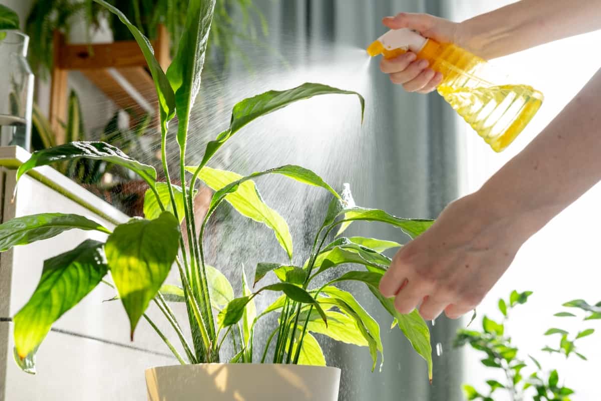 Indoor plants being treated with natural pest control spray showing organic pest management without chemicals
