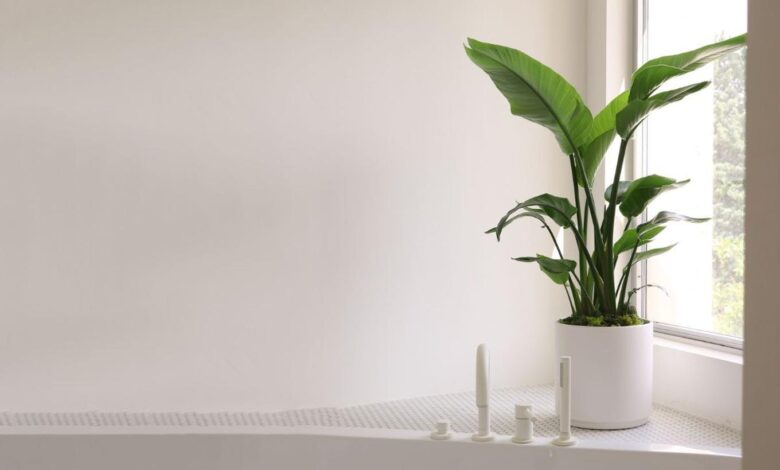 Healthy Bird of Paradise plant with large glossy paddle-shaped green leaves growing indoors near bright sunny window showing proper Strelitzia indoor care