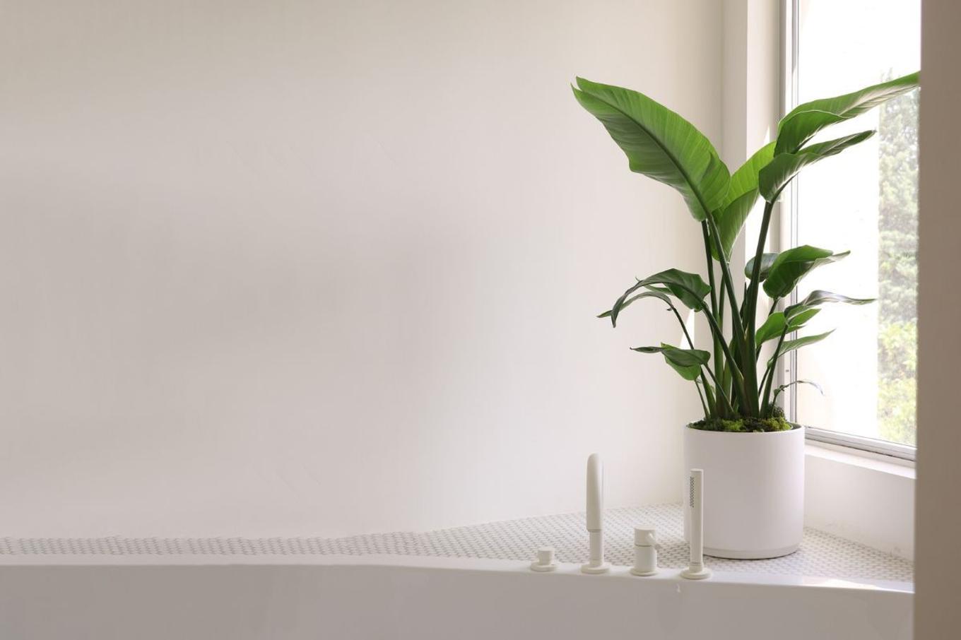 Healthy Bird of Paradise plant with large glossy paddle-shaped green leaves growing indoors near bright sunny window showing proper Strelitzia indoor care