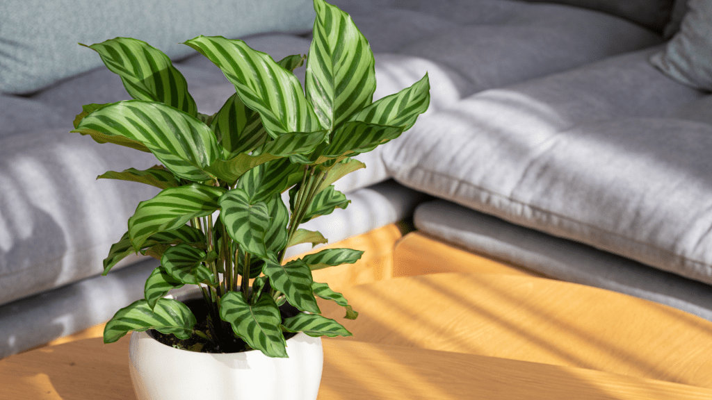 Vibrant Calathea prayer plant with patterned green leaves showing distinctive stripes and burgundy undersides in bright indirect light