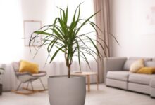 Healthy Dracaena marginata dragon tree with red-edged green leaves and woody stems showing proper indoor care and vibrant growth in bright indirect light