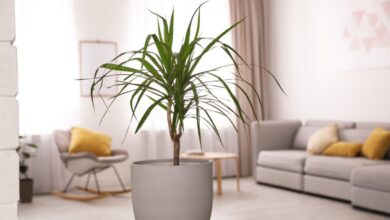 Healthy Dracaena marginata dragon tree with red-edged green leaves and woody stems showing proper indoor care and vibrant growth in bright indirect light