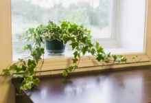 Healthy English ivy plant with vibrant green lobed leaves cascading from hanging basket showing proper indoor Hedera helix care in bright indirect light