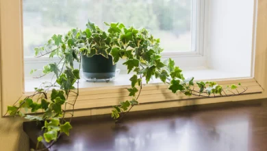 Healthy English ivy plant with vibrant green lobed leaves cascading from hanging basket showing proper indoor Hedera helix care in bright indirect light