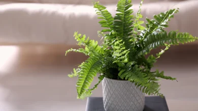 Lush Boston fern with vibrant green cascading fronds in hanging basket showing healthy Nephrolepis exaltata growth with proper indoor care