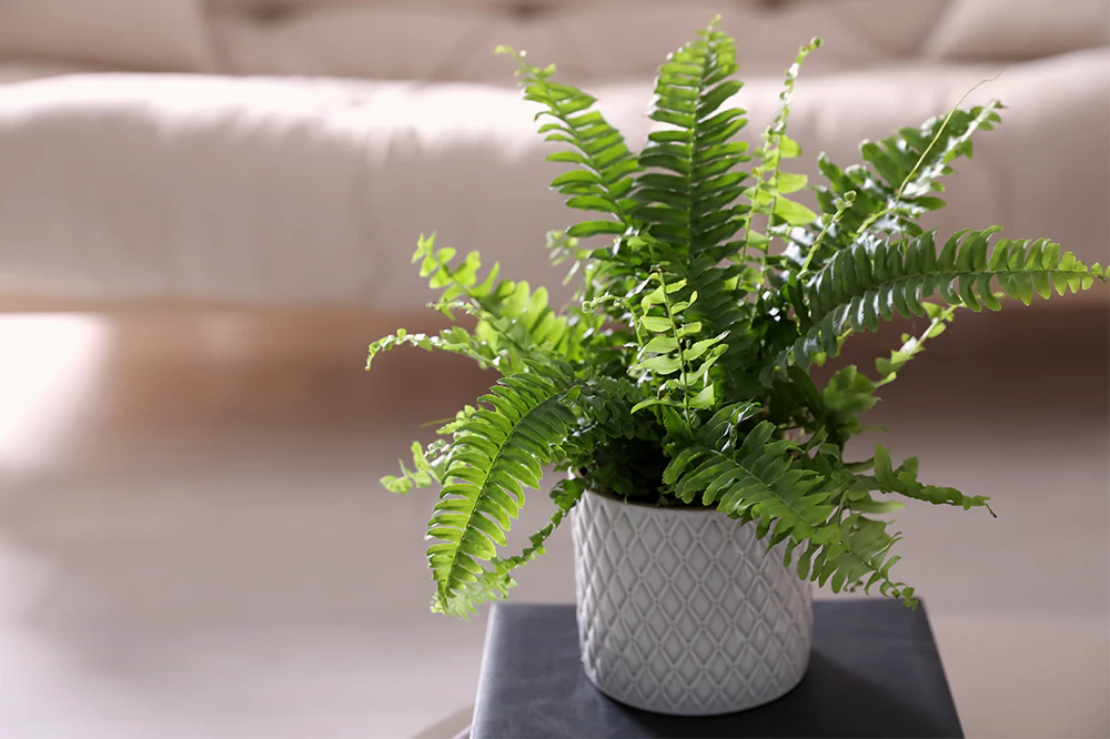 Lush Boston fern with vibrant green cascading fronds in hanging basket showing healthy Nephrolepis exaltata growth with proper indoor care