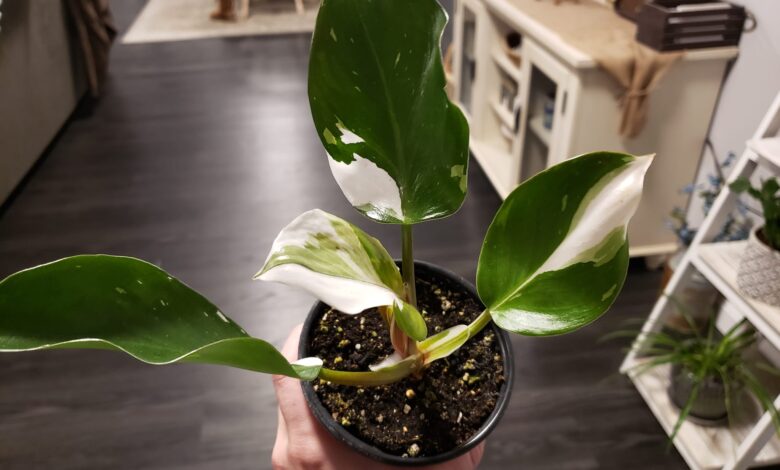 Collection of different philodendron varieties showing climbing and trailing types with heart-shaped leaves demonstrating proper indoor care