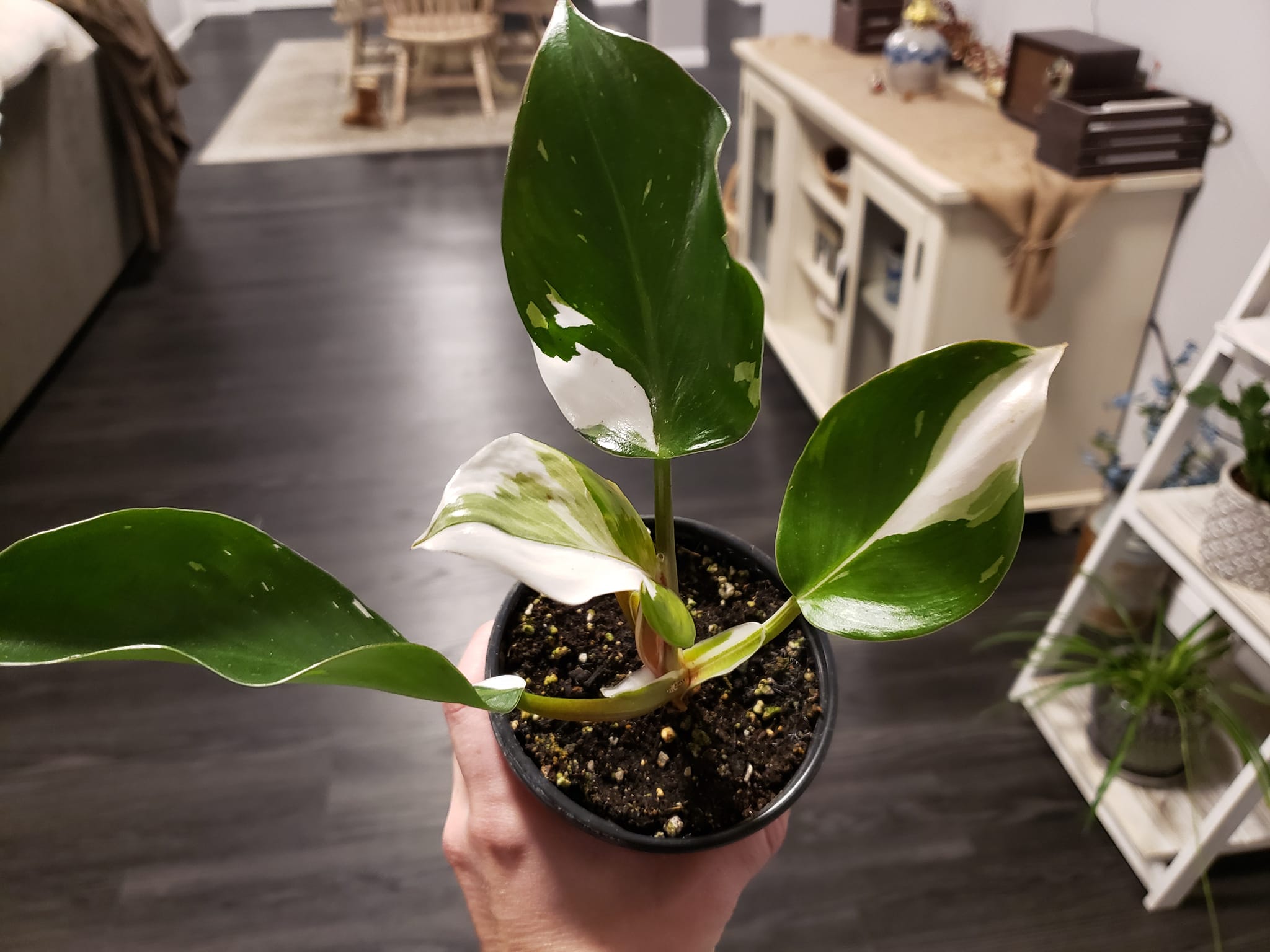 Collection of different philodendron varieties showing climbing and trailing types with heart-shaped leaves demonstrating proper indoor care