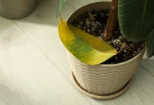 Houseplant dropping healthy green leaves on floor showing common leaf drop problem requiring immediate diagnosis and treatment