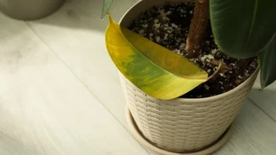 Houseplant dropping healthy green leaves on floor showing common leaf drop problem requiring immediate diagnosis and treatment