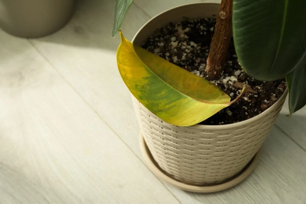 Houseplant dropping healthy green leaves on floor showing common leaf drop problem requiring immediate diagnosis and treatment