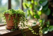 Healthy String of Pearls succulent with plump green bead-like leaves cascading from hanging basket showing proper Senecio rowleyanus care and growth