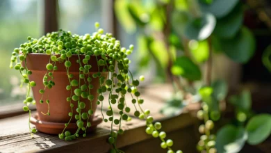 Healthy String of Pearls succulent with plump green bead-like leaves cascading from hanging basket showing proper Senecio rowleyanus care and growth