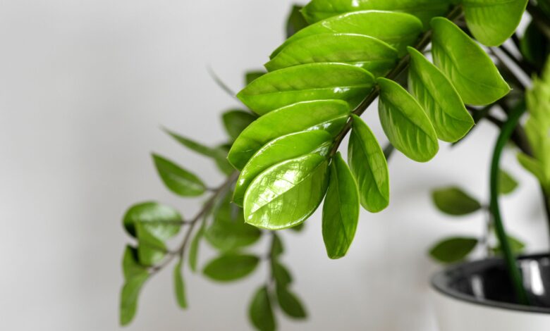 Healthy ZZ plant with glossy dark green leaves showing drought-tolerant characteristics and low maintenance care requirements