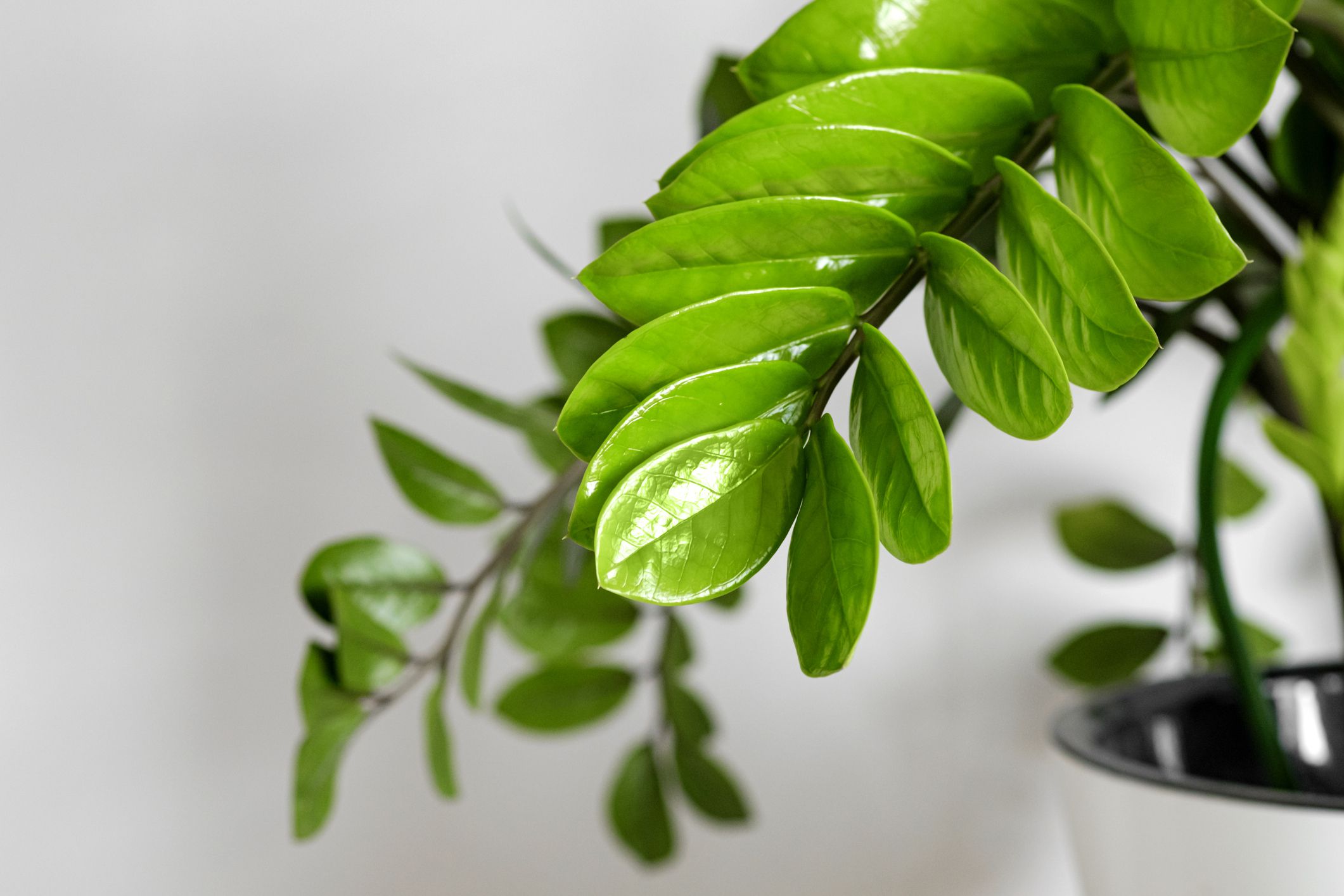 Healthy ZZ plant with glossy dark green leaves showing drought-tolerant characteristics and low maintenance care requirements