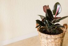Healthy rubber plant with glossy dark green leaves in modern living room providing air purification benefits