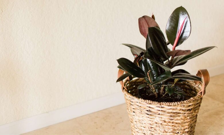 Healthy rubber plant with glossy dark green leaves in modern living room providing air purification benefits
