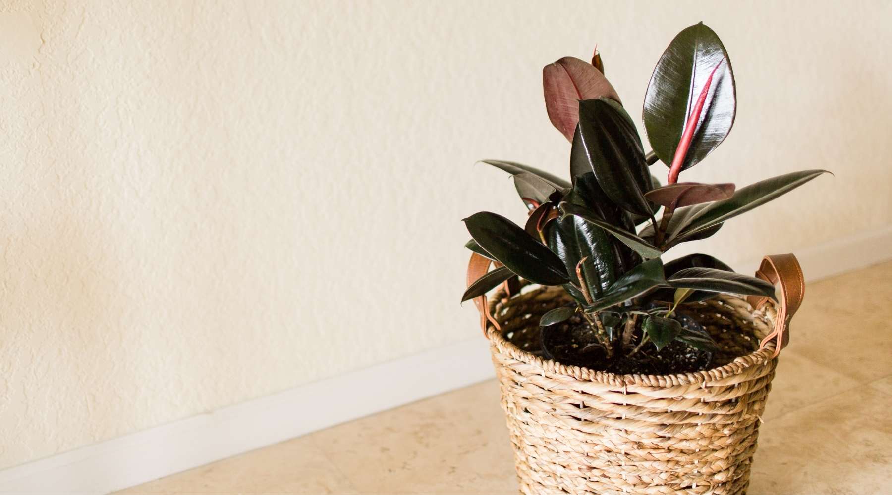 Healthy rubber plant with glossy dark green leaves in modern living room providing air purification benefits