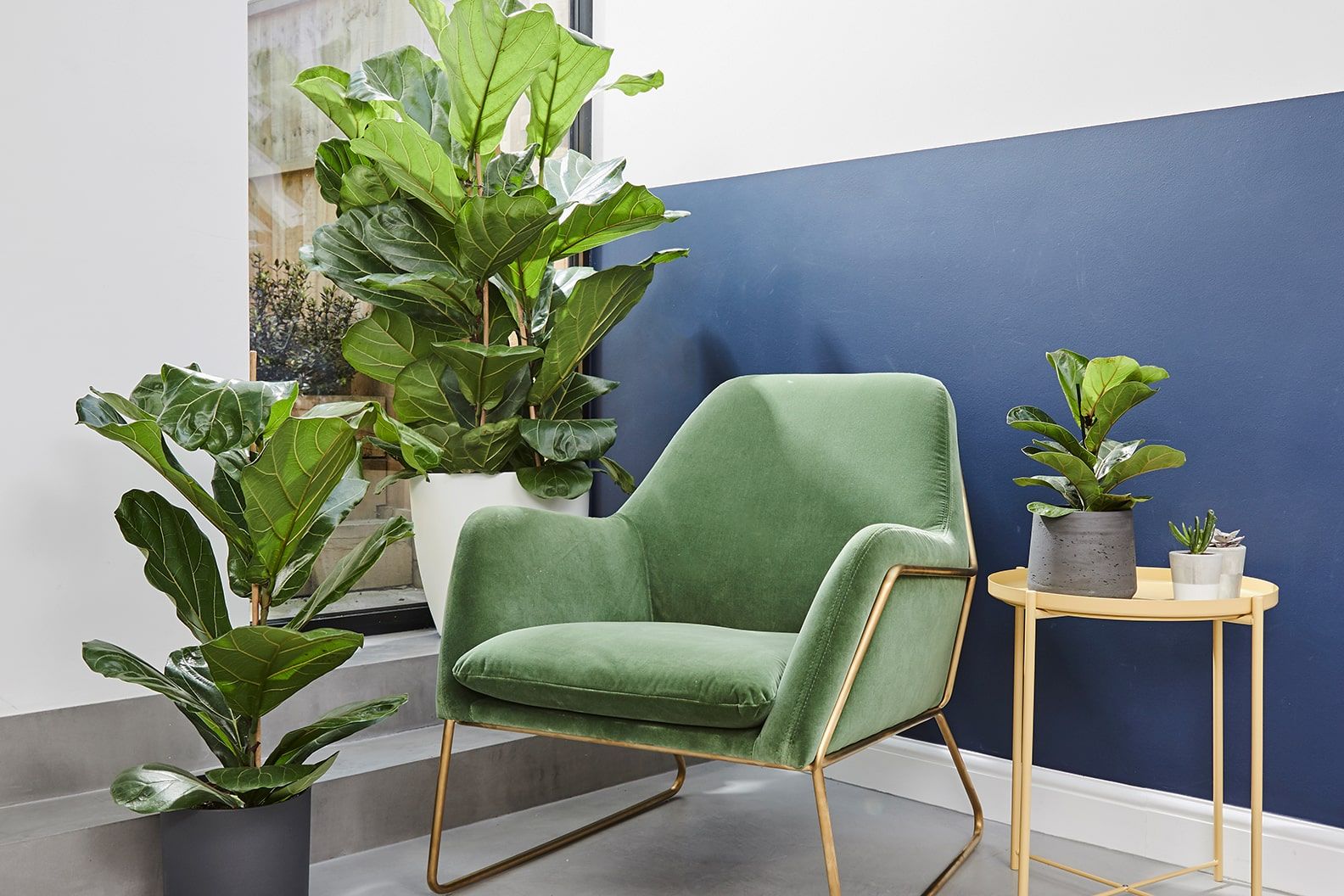Healthy fiddle leaf fig with large glossy leaves showing proper care and maintenance in bright indirect indoor light