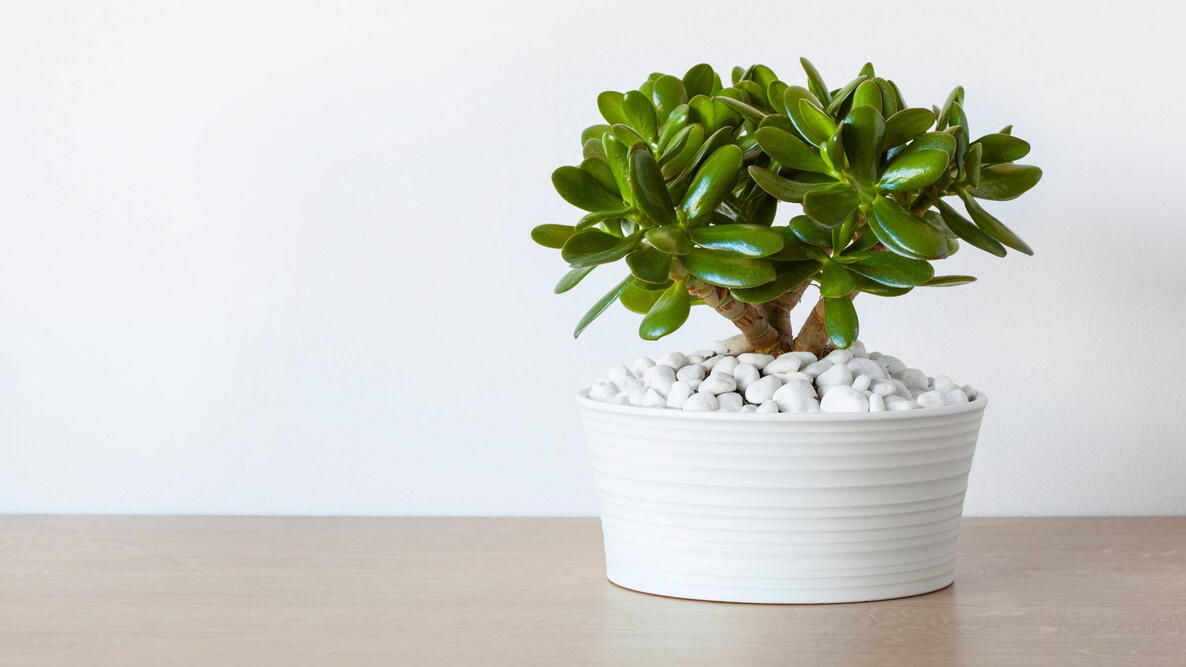 Healthy jade plant with thick glossy green leaves and woody stems growing in terracotta pot on sunny windowsill showing proper Crassula ovata growth