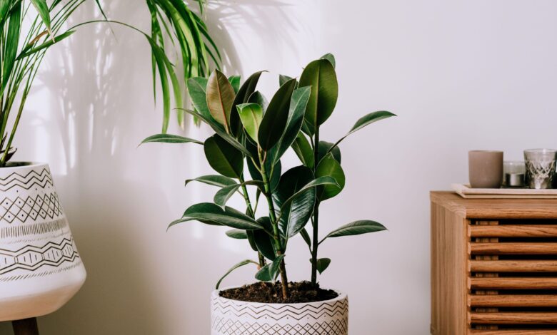 rubber plant (ficus elastica) indoor care setup with glossy green leaves in bright indirect light