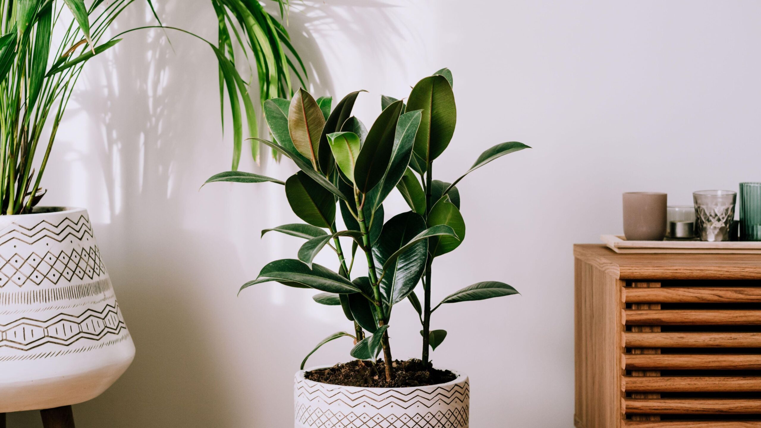 rubber plant (ficus elastica) indoor care setup with glossy green leaves in bright indirect light