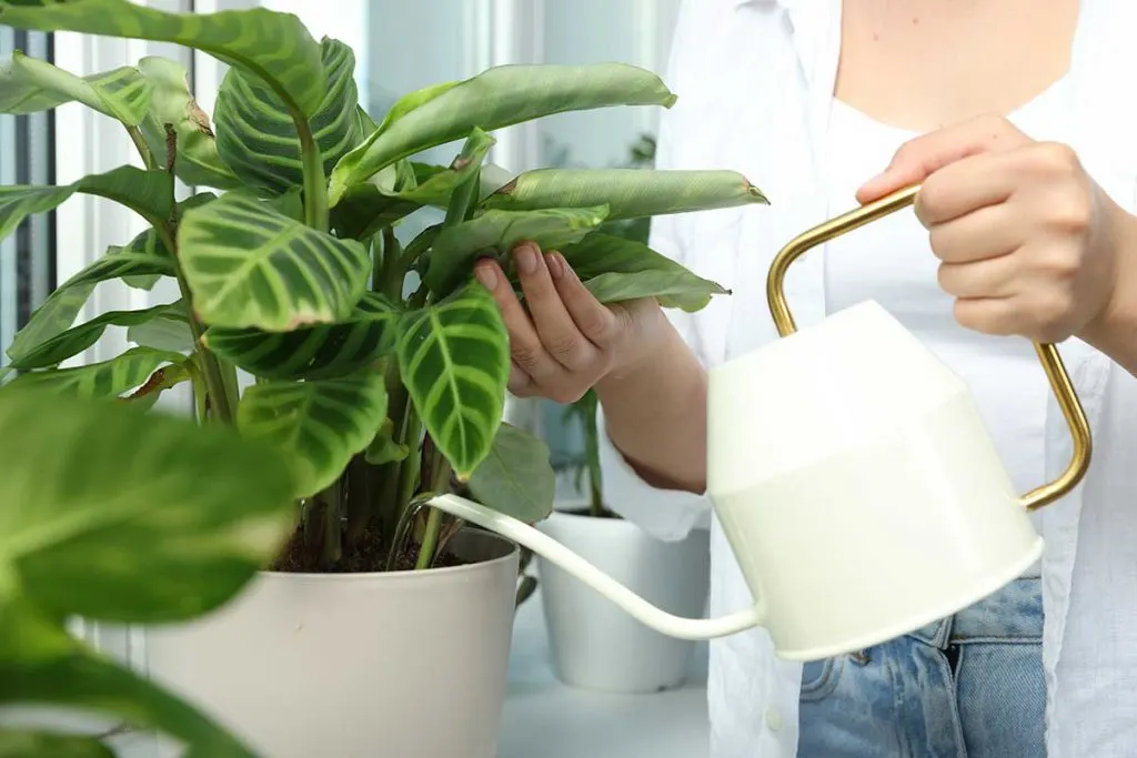 Side by side comparison of bottom watering in tray versus top watering with watering can on houseplant