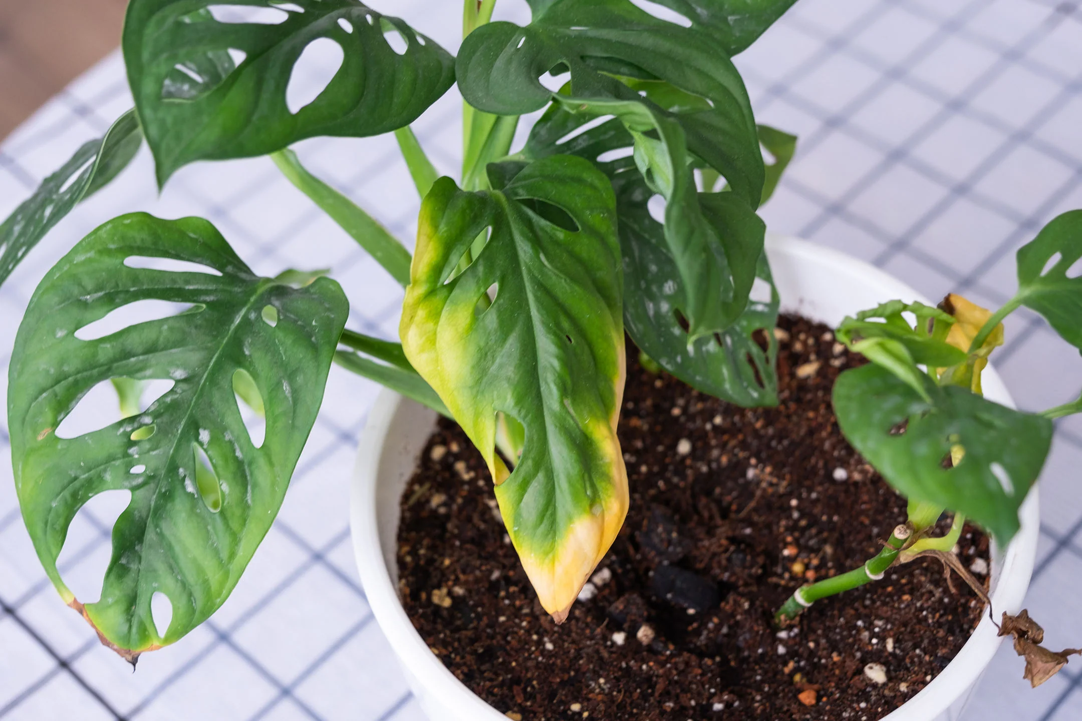Plant with yellowing leaves showing common houseplant problem requiring diagnosis and treatment for healthy recovery